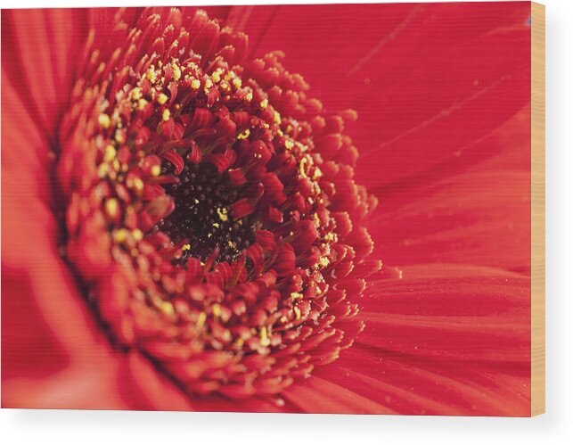 Flower Wood Print featuring the photograph Flowers #1 by John Paul Cullen