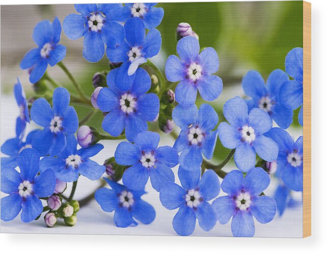 Forget-me-not Wood Print featuring the photograph Forget-me-not #1 by Chevy Fleet