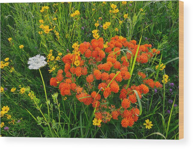Butterfly Weed Wood Print featuring the photograph Glacial Wildflowers #1 by Ray Mathis