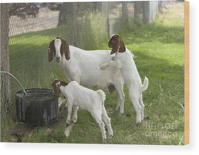 Boer Goat Wood Print featuring the photograph Goat With Kids #1 by Inga Spence