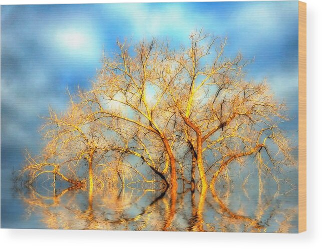 Trees Wood Print featuring the photograph Golden Dawn #1 by Ross Powell