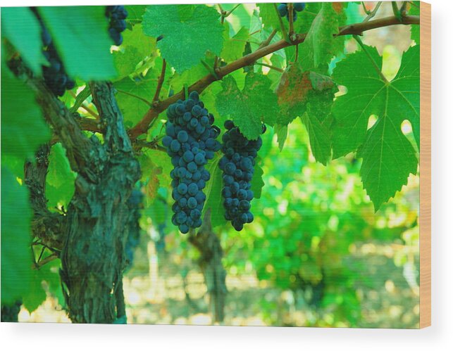 Grapes Wood Print featuring the photograph The Beauty of Grapes on the vine by Jeff Swan