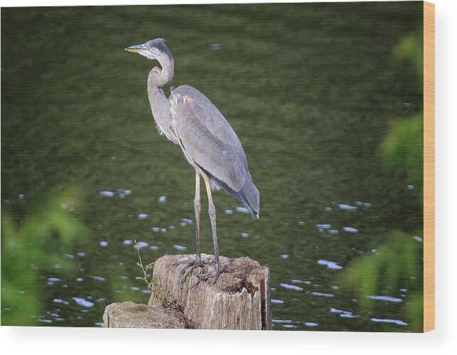 Port Dover Wood Print featuring the photograph Great Blue Heron #1 by Gary Hall