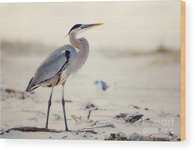 Bird Wood Print featuring the photograph Great Blue Heron #2 by Joan McCool