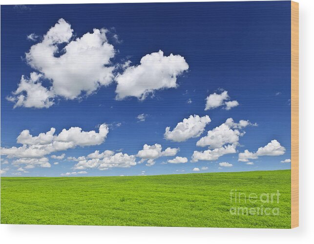 Field Wood Print featuring the photograph Green fields under blue sky by Elena Elisseeva