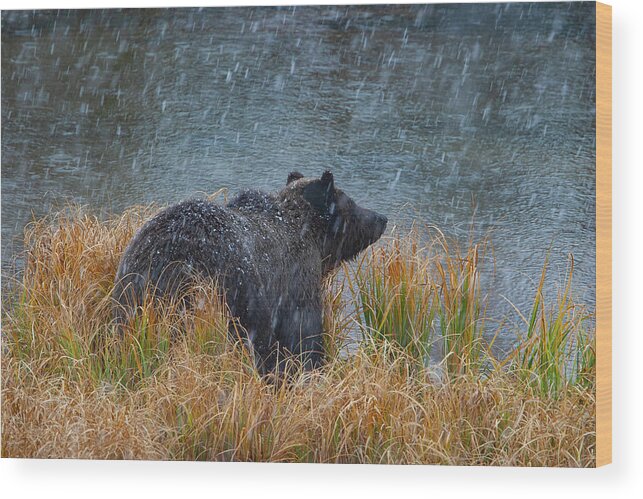 Mark Miller Photos Wood Print featuring the photograph Grizzly in Falling Snow by Mark Miller