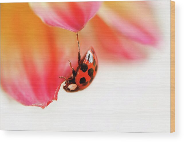 Dahlia Bloom Wood Print featuring the photograph Hanging On #1 by Darren Fisher