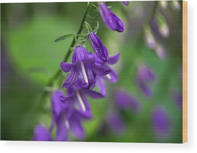 Bellflower Wood Print featuring the photograph Harebells 2n by Leif Sohlman