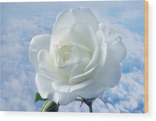 Rose Wood Print featuring the photograph Heavenly White Rose. by Terence Davis