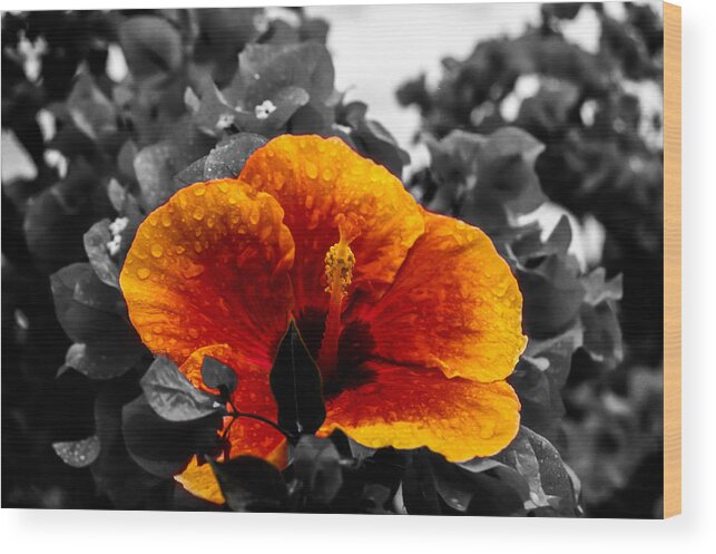 Flower Wood Print featuring the photograph Hibiscus Beauty by Randy Sylvia