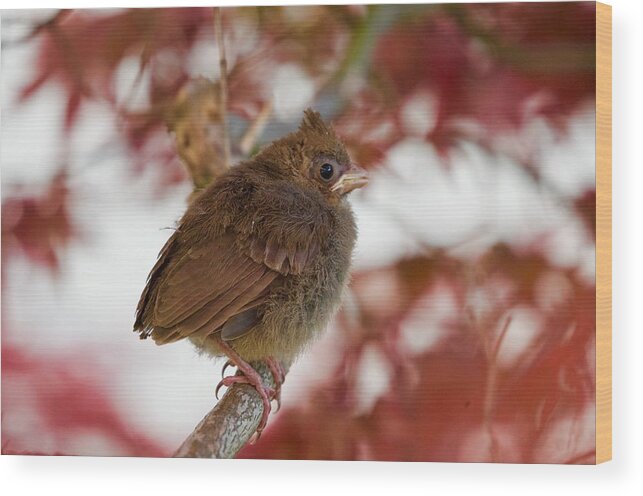 Bird Wood Print featuring the photograph Hint Of Red #1 by Greg Hayhoe