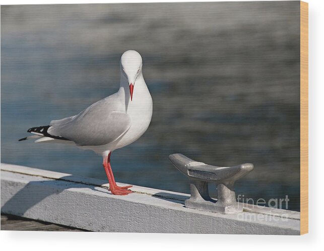 Nature Photography Wood Print featuring the photograph Humble Beauty - Seagull #1 by Geoff Childs