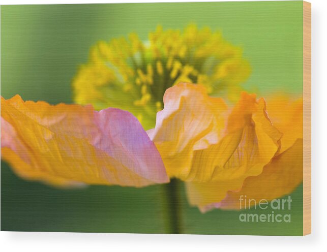 Flower Wood Print featuring the photograph Iceland Poppy #1 by Silke Magino