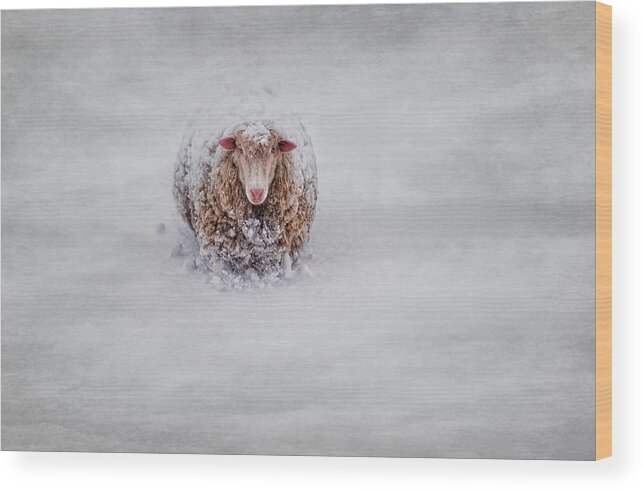 Sheep. Lamb Wood Print featuring the photograph Icing on the Cape #1 by Robin-Lee Vieira