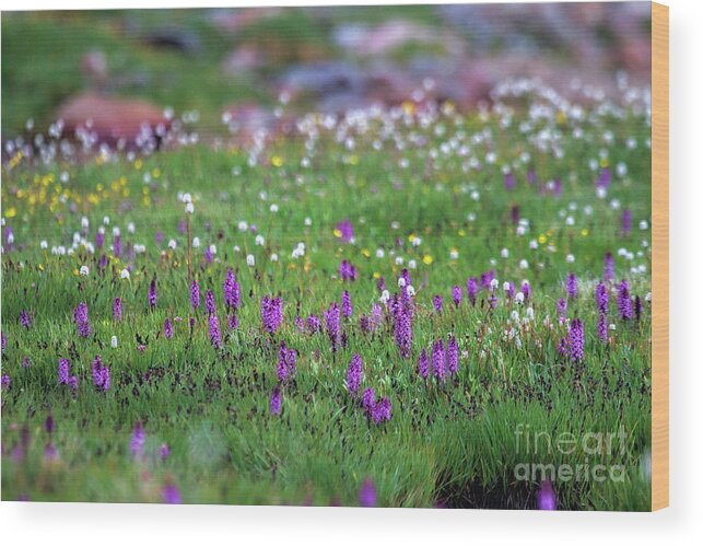 Alpine Flowers Landscape Wood Print featuring the photograph In the Garden #2 by Jim Garrison
