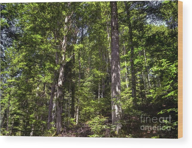 Michelle Meenawong Wood Print featuring the photograph In The Woods #1 by Michelle Meenawong