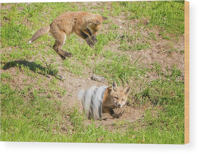 Fox Wood Print featuring the photograph Incoming #1 by Peg Runyan