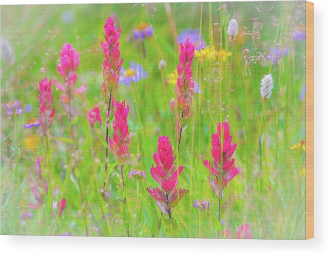 Flower Wood Print featuring the photograph Indian Paintbrushes #1 by Gary Kochel