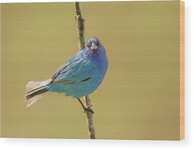 Bird Wood Print featuring the photograph Indigo Bunting #1 by Alan Lenk