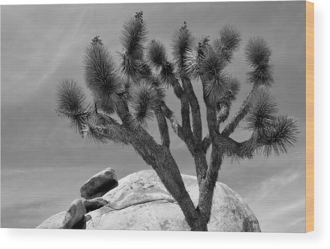 Tree Wood Print featuring the photograph Joshua Tree #1 by Nathan Abbott