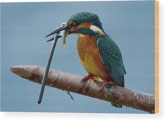 Kingfisher Wood Print featuring the digital art Kingfisher #1 by Maye Loeser