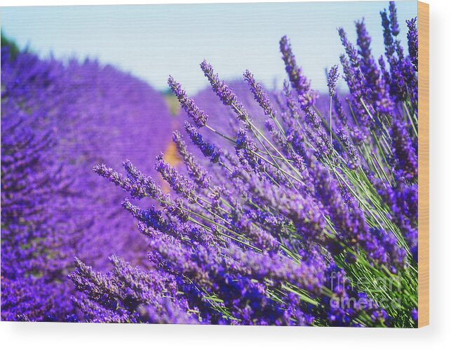 Lavender Wood Print featuring the photograph Lavender Field by Anastasy Yarmolovich