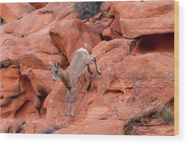 Valley Of Fire Wood Print featuring the photograph Leap of Faith #1 by James Marvin Phelps