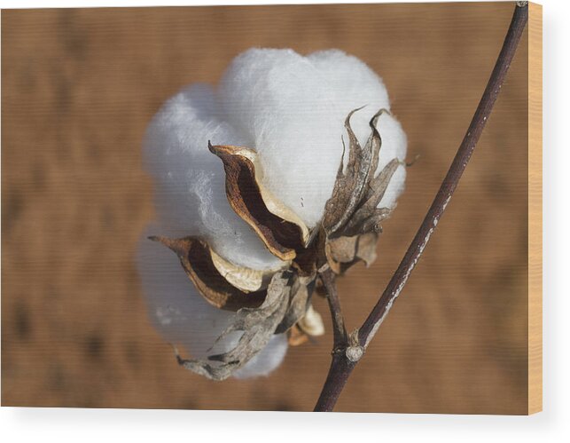 Cotton Wood Print featuring the photograph Limestone County Cotton Boll #1 by Kathy Clark