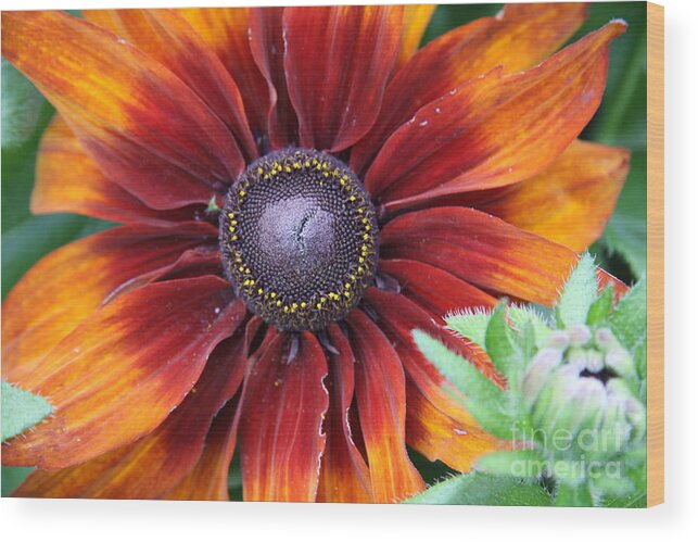 Sunflower Wood Print featuring the photograph Little Sunshine #1 by Christiane Schulze Art And Photography