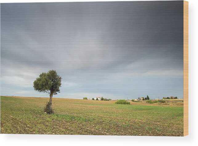 Olive Tree Wood Print featuring the photograph Lonely Olive tree #1 by Michalakis Ppalis