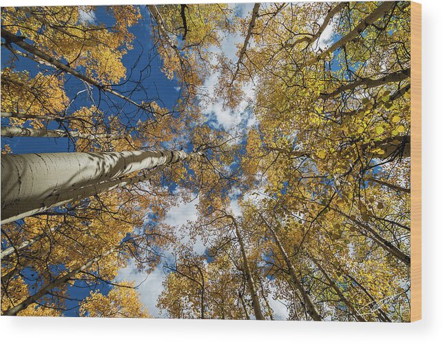 Tree Wood Print featuring the photograph Looking up #2 by Jeff Niederstadt