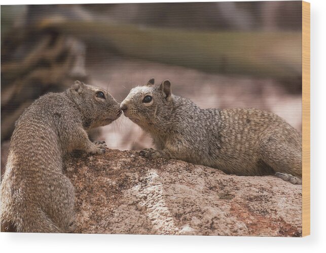 Rock Squirrels Wood Print featuring the photograph Love Is In The Air #2 by Saija Lehtonen