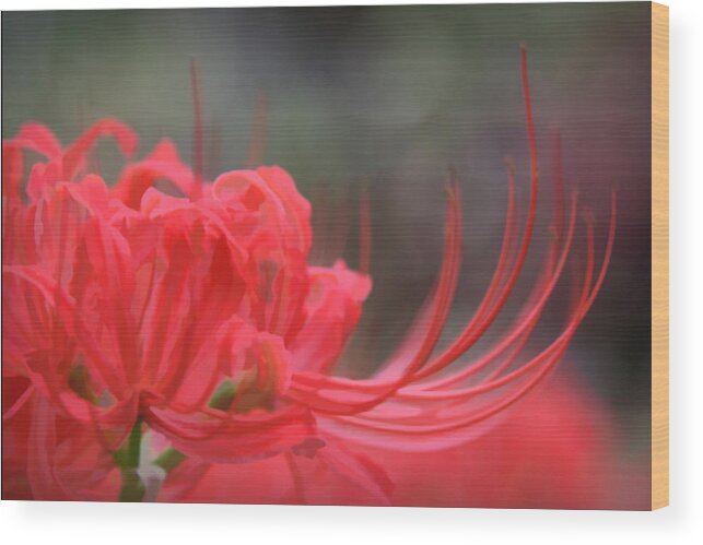 Artist Wood Print featuring the photograph Lycoris Radiata #1 by Patricia Montgomery