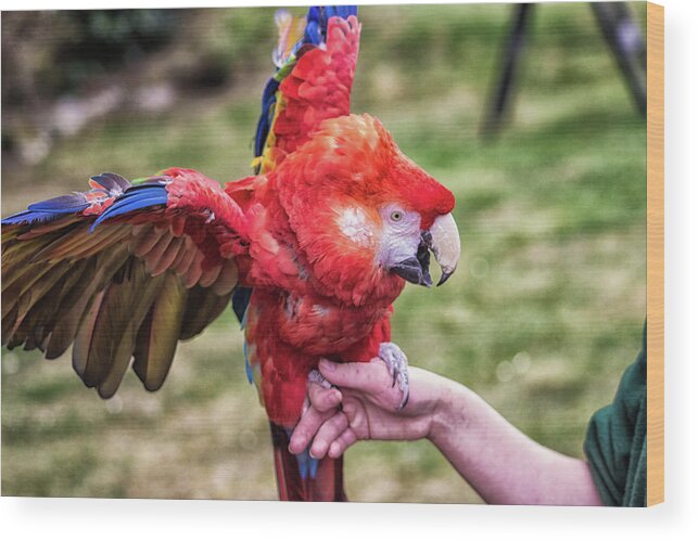 Bird Wood Print featuring the photograph Macaw #1 by Martin Newman