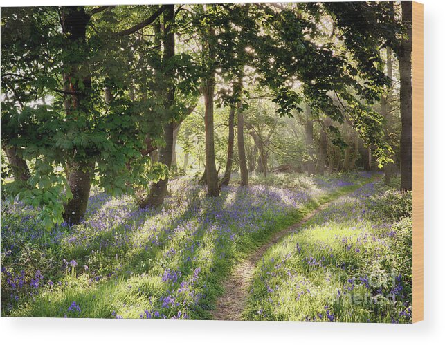 Norfolk Wood Print featuring the photograph Magical path through Norfolk bluebell forest with early morning sunrise by Simon Bratt