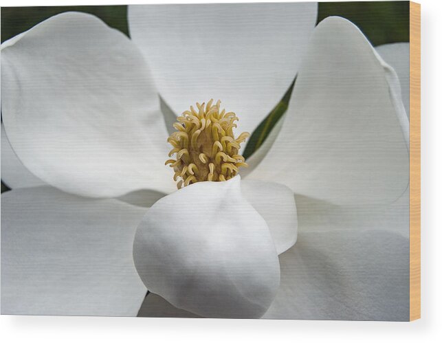 Magnolia Wood Print featuring the photograph Magnolia Flower #2 by Nathan Little