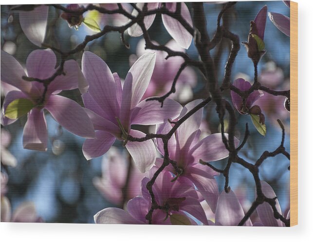 Magnolias Wood Print featuring the photograph Magnolia Net - by Julie Weber