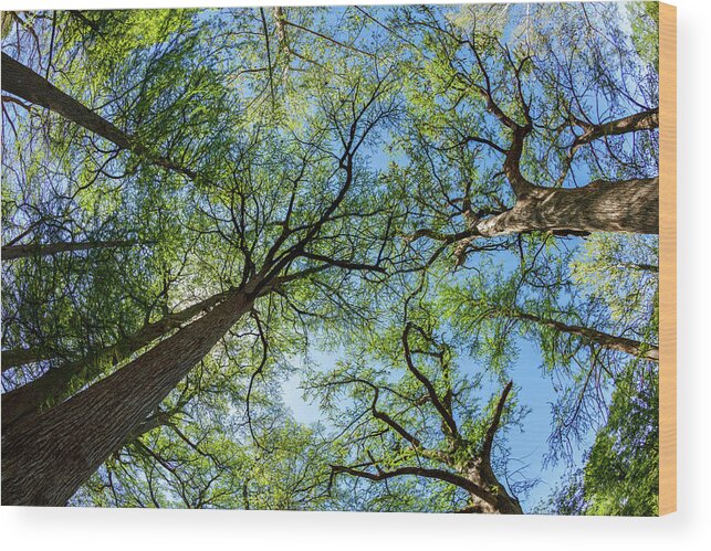 Austin Wood Print featuring the photograph Majestic Cypress Trees by Raul Rodriguez