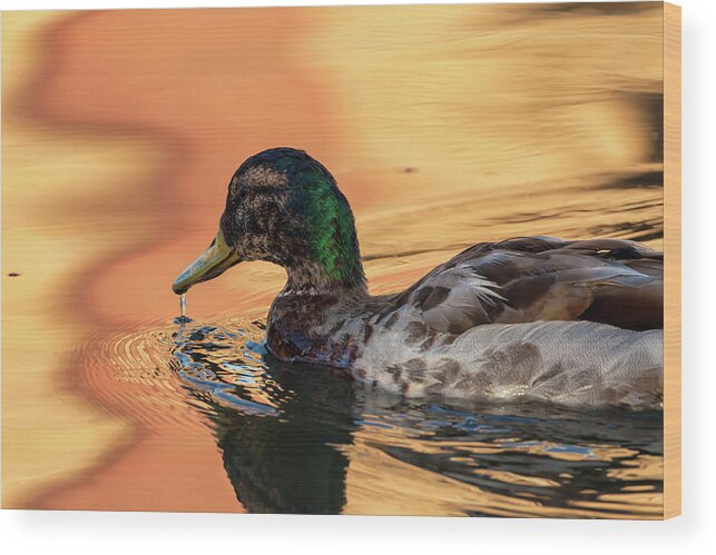 Mallard Duck Wood Print featuring the photograph Searching For Breakfast by Jonathan Nguyen