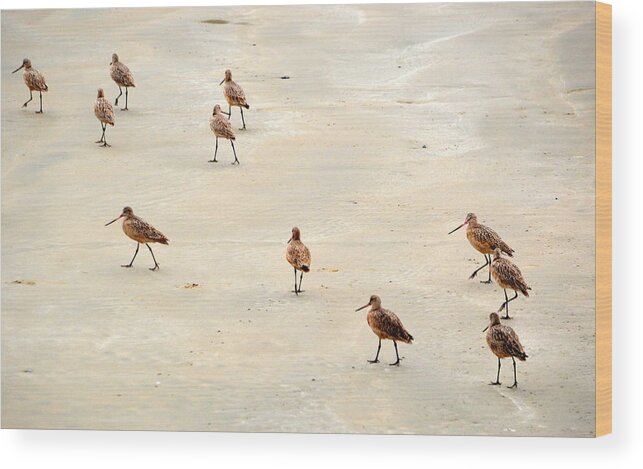 Birds Wood Print featuring the photograph March of the Sandpipers by AJ Schibig