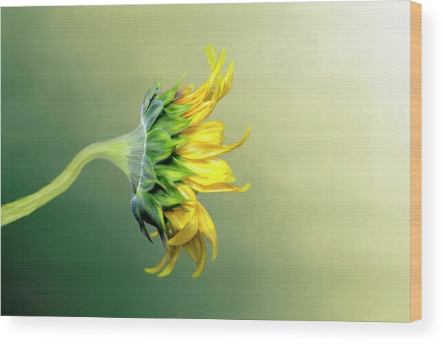 Yellow Sunflower Wood Print featuring the photograph Maria's Sunflower #1 by Mary Timman