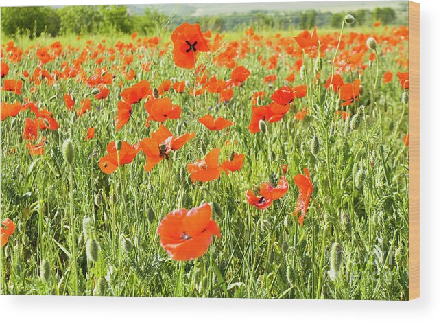 Poppy Wood Print featuring the photograph Meadow with poppies #1 by Irina Afonskaya