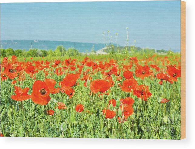 Red Wood Print featuring the photograph Meadow with red poppies #1 by Irina Afonskaya