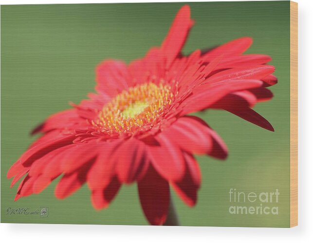 Mccombie Wood Print featuring the photograph Mega Revolution Scarlet Red with Light Eye Gerbera Daisy #5 by J McCombie