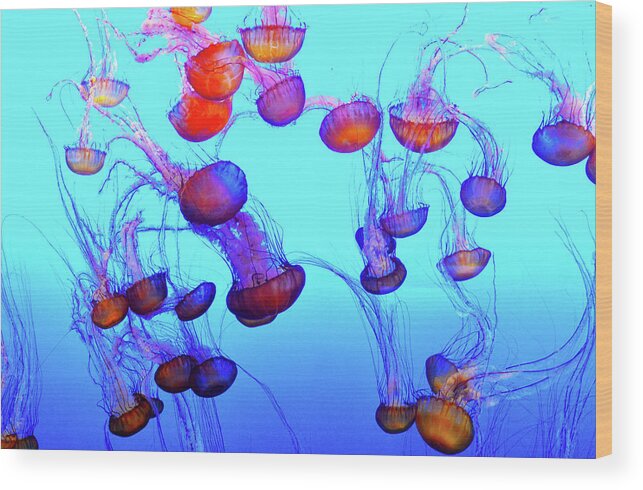 Monterey Bay Jellyfish Wood Print featuring the photograph Monterey Bay Jellyfish #2 by Barbara Snyder