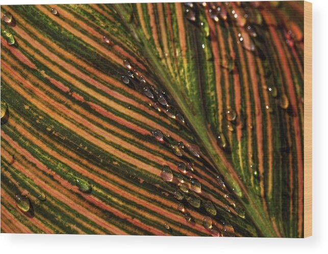 Leaf Wood Print featuring the photograph Morning Dew #1 by Reynaldo Williams