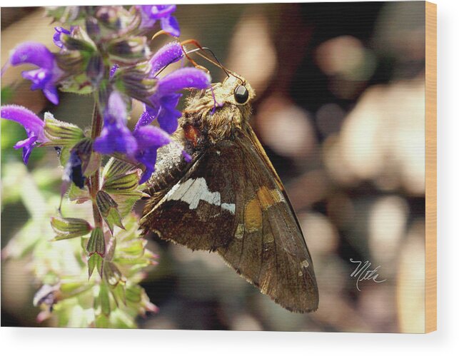 Macro Photography Wood Print featuring the photograph Moth snack by Meta Gatschenberger