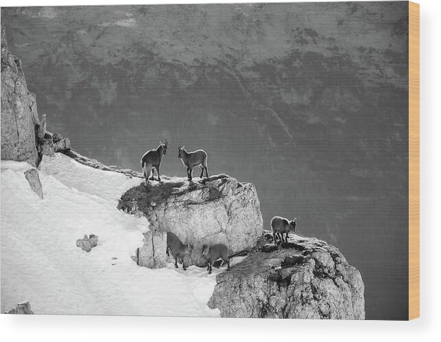Slovenia Wood Print featuring the photograph Mountain Goats by Mountain Dreams