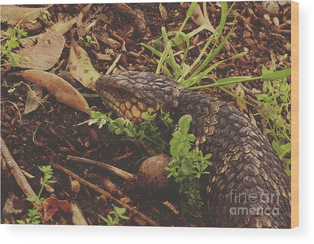 Lizard Wood Print featuring the photograph Mr Bobtail by Cassandra Buckley