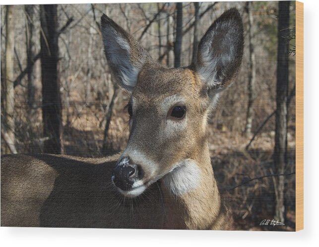 Deer Wood Print featuring the photograph Mr. Cool #1 by Bill Stephens